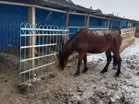 Mare, Horses — photo 1