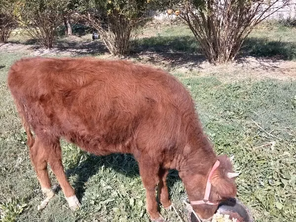 Bovine (lot, sex nespecificat), Bovine