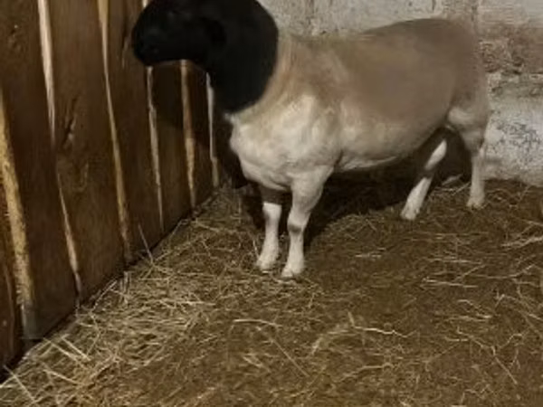 Sheep, Dorper sheep
