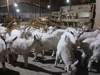 Ziege, Saanen goat — Foto 1