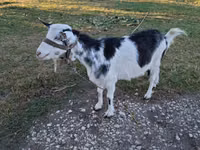 Cabra, Cabras — foto 1
