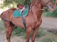 घोड़ा, Trakehner — फ़ोटो 6