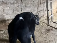 Qoramol (partiya, jinsi ko‘rsatilmagan), Russian Black pied cattle — 8-rasm