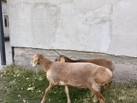 Oaie, Arashan sheep — foto 4