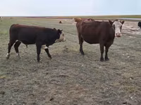 Уй, Симментал тукуму — сүрөт 1