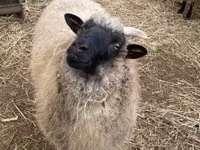Qoyun, White Suffolk sheep — foto 3