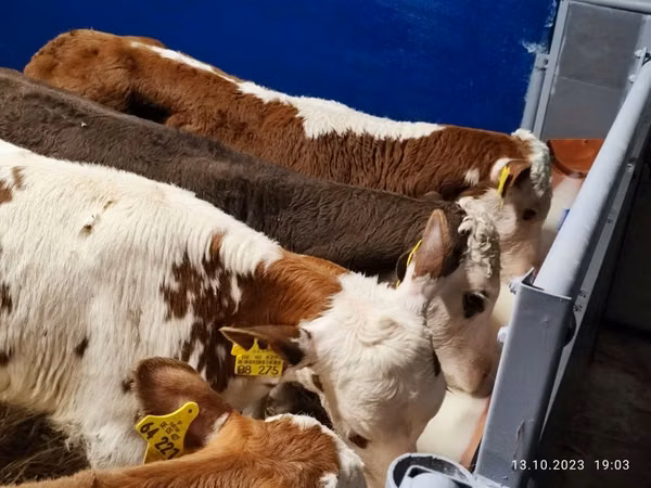 Buqa, Simmental cattle