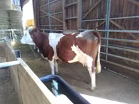 Cow, Montbéliarde — photo 7