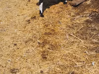 Ziegenbock, Nubian Goat — Foto 3