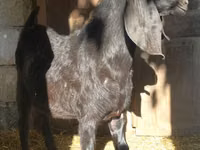 تيس, Kamori goats — الصورة 2