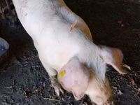 Boar — photo 1