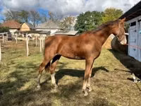 فرس, Dutch warmblood horse — الصورة 2