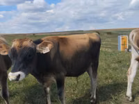 ثور, Russian Black pied cattle — الصورة 2