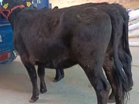 Vache, Aberdeen-Angus — photo 4