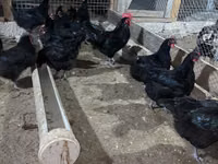 Australorp — photo 3