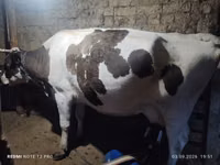Kuh, Holstein-Rasse — Foto 3