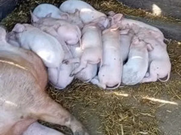 Scroafă, Porci