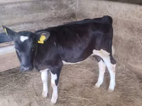 Kuh, Russian Black pied cattle — Foto 3