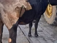 Vache, Bovins — photo 3