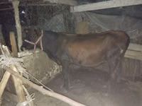 牛只（批次，未指定性别）, Cattle — 照片 6