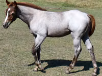 母马, Quarter Horse — 照片 2