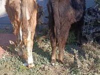 ثور, Simmental cattle — الصورة 8