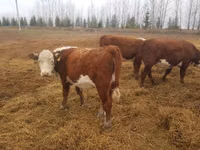 Kuh, Holstein-Rasse — Foto 5