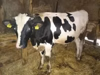 Bulle, Simmental cattle — Foto 2