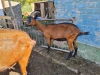 Ziege, Alpine goat — Foto 2