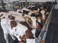 Bou, Simmental cattle — foto 1