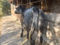 Vacă, Belgian Blue — foto 2