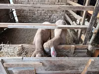 Oi (lot, sex nespecificat), Blackheaded Persian sheep — foto 4