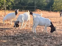 Ziege, Boer goat — Foto 6