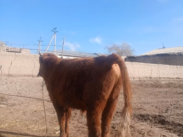 КРС (партия, пол не указан), Коровы