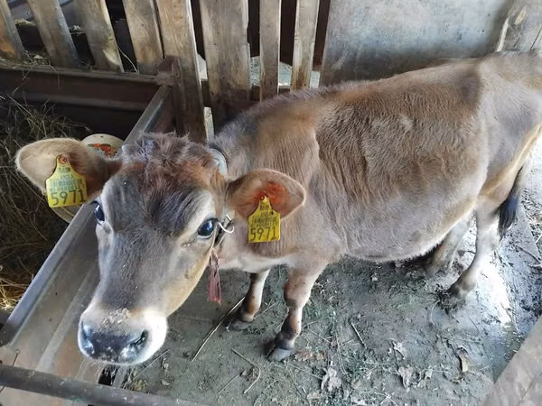 Vacă, Bovine