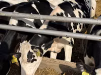 İnək, Russian Black pied cattle — foto 3