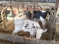 Bou, Rasa Holstein — foto 1