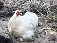 Pekin bantam — foto 1
