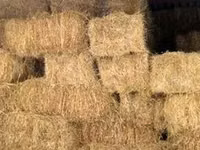 Tiucuri de fan și lucernă — foto 2
