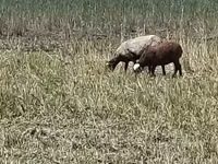 نعجة, Romanov sheep — الصورة 5