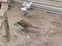 Chickens — photo 2