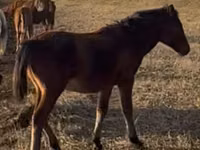 At, Mugalzhar horse — foto 2