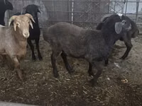 भेड़, भेड़ — फ़ोटो 8