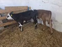 Cow, Cattle — photo 3