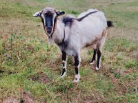 Cabra, Cabras — foto 1