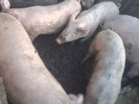 母猪, Pigs — 照片 1