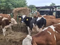 Taureau, Race Holstein — photo 2