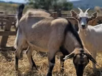公山羊, Goats — 照片 2