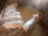 Säue, Schweine — Foto 4