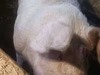 नर सूअर — फ़ोटो 4